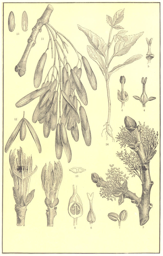TREE.Ash(Fraxinus excelsior);unfolding bud;flower;Androgynous;stamen;pistil 1907